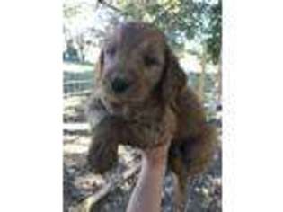 Goldendoodle Puppy for sale in Hartville, OH, USA