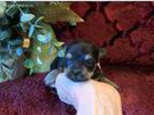 Yorkshire Terrier Puppy for sale in Grayson, LA, USA