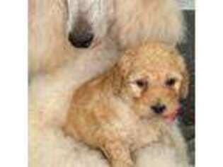 Mutt Puppy for sale in Ashland, MA, USA