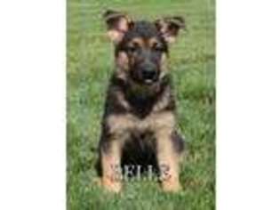 German Shepherd Dog Puppy for sale in Coshocton, OH, USA