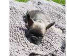 French Bulldog Puppy for sale in Hope Mills, NC, USA
