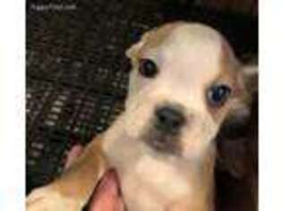Bulldog Puppy for sale in Durant, OK, USA