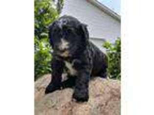 Old English Sheepdog Puppy for sale in Peru, IN, USA
