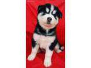 Siberian Husky Puppy for sale in West Lafayette, OH, USA
