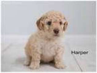 Labradoodle Puppy for sale in Dimondale, MI, USA