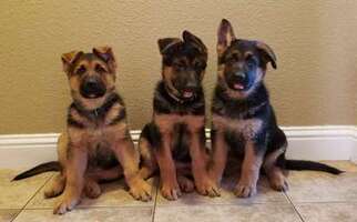 German Shepherd Dog Puppy for sale in Vacaville, CA, USA