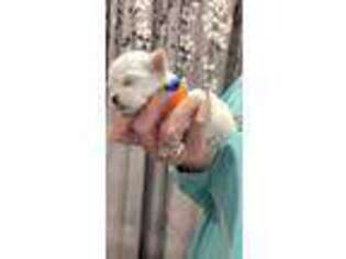 Maltese Puppy for sale in Foxworth, MS, USA