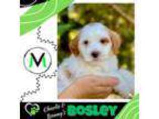 Australian Labradoodle Puppy for sale in Albany, OR, USA