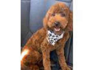 Goldendoodle Puppy for sale in Kent, OH, USA
