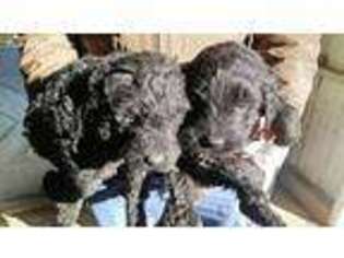 Labradoodle Puppy for sale in Merrillville, IN, USA