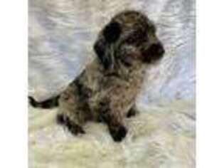 Labradoodle Puppy for sale in New Philadelphia, OH, USA