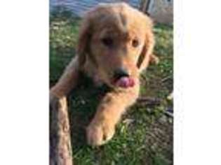 Goldendoodle Puppy for sale in Wellsville, PA, USA