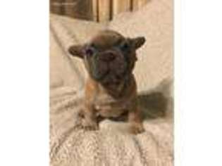 French Bulldog Puppy for sale in York Springs, PA, USA