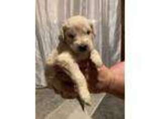Goldendoodle Puppy for sale in Bucksport, ME, USA