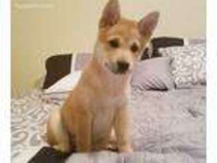 Shiba Inu Puppy for sale in Davenport, FL, USA