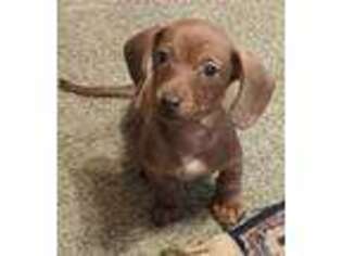 Dachshund Puppy for sale in Boomer, NC, USA