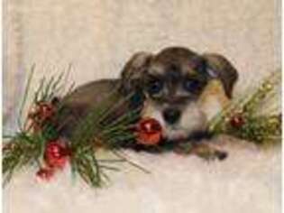 Mutt Puppy for sale in Clara City, MN, USA