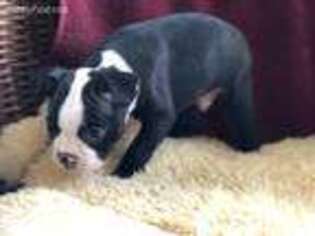Boston Terrier Puppy for sale in Englewood, FL, USA