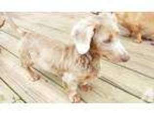 Dachshund Puppy for sale in SEARCY, AR, USA