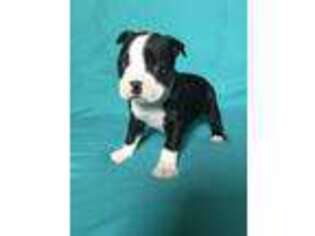 Boston Terrier Puppy for sale in Mayslick, KY, USA