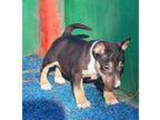 Bull Terrier Puppy for sale in Texarkana, TX, USA