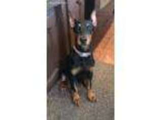 Doberman Pinscher Puppy for sale in Excelsior Springs, MO, USA