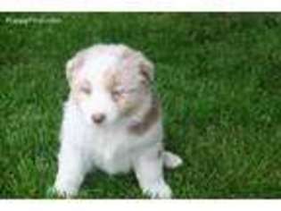 Australian Shepherd Puppy for sale in Vicksburg, MI, USA