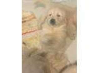 Golden Retriever Puppy for sale in Waterbury, CT, USA