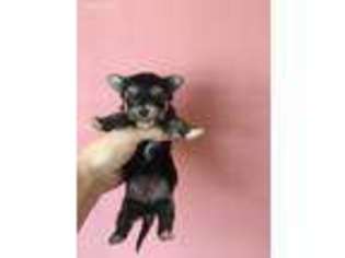 Yorkshire Terrier Puppy for sale in Speedwell, TN, USA