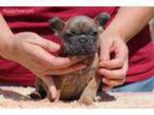 French Bulldog Puppy for sale in Greensburg, LA, USA