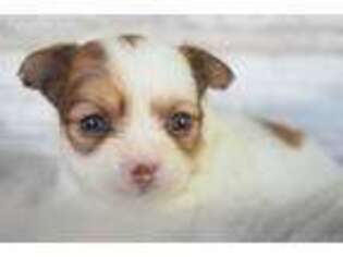 Chihuahua Puppy for sale in Brownwood, TX, USA