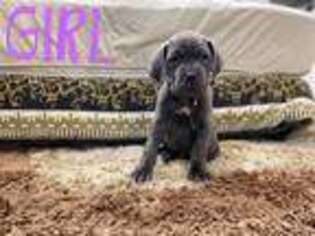 Cane Corso Puppy for sale in Van Nuys, CA, USA