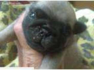 Pug Puppy for sale in Garfield, AR, USA