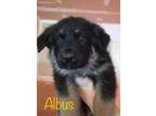 German Shepherd Dog Puppy for sale in Cheyenne, WY, USA