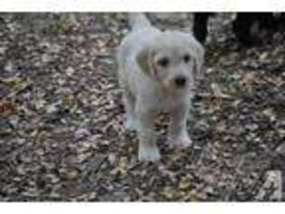 Goldendoodle Puppy for sale in ARGYLE, TX, USA