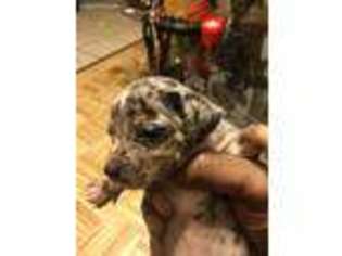 Dachshund Puppy for sale in Chicago, IL, USA