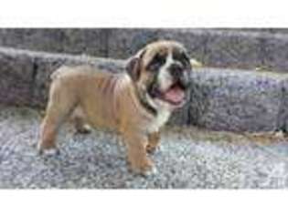 Bulldog Puppy for sale in CAMAS, WA, USA
