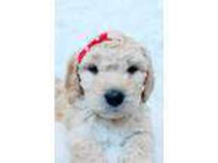 Goldendoodle Puppy for sale in Bayfield, CO, USA