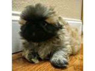 Pekingese Puppy for sale in Sumter, SC, USA