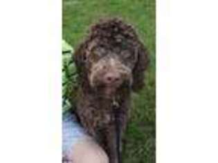 Labradoodle Puppy for sale in Mount Pleasant, UT, USA