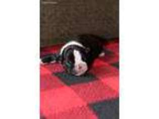 Boston Terrier Puppy for sale in Wichita, KS, USA