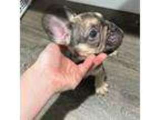 French Bulldog Puppy for sale in Lawnside, NJ, USA
