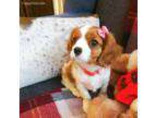 Cavalier King Charles Spaniel Puppy for sale in Richardson, TX, USA