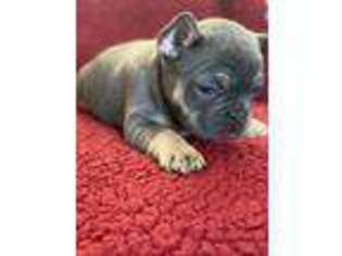 French Bulldog Puppy for sale in Ohio City, OH, USA