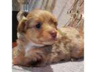 Miniature Australian Shepherd Puppy for sale in Merced, CA, USA