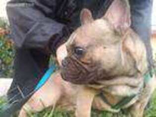 French Bulldog Puppy for sale in Lake Placid, FL, USA