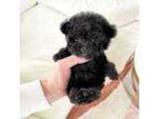 Mutt Puppy for sale in Beverly Hills, CA, USA