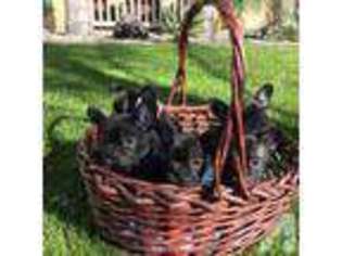 French Bulldog Puppy for sale in RANCHO CUCAMONGA, CA, USA