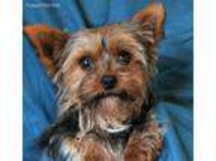 Yorkshire Terrier Puppy for sale in Stanwood, WA, USA