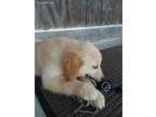 Golden Retriever Puppy for sale in Seymour, MO, USA